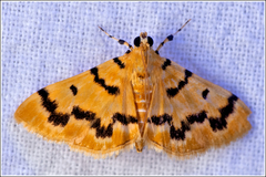 Dichocrocis clytusalis