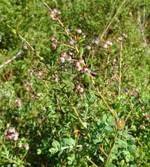 Vaccinium darrowii