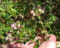 Vaccinium darrowii