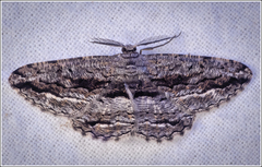 Scioglyptis canescaria