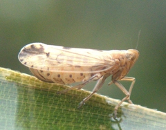 Stenocranus similis