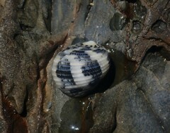 Nerita chamaeleon
