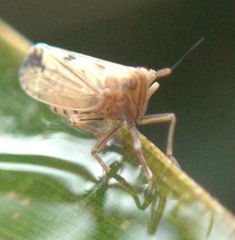 Stenocranus similis