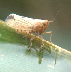Stenocranus similis