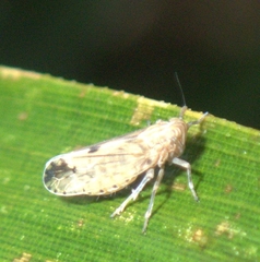 Stenocranus similis