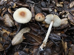 Lepiota spheniscispora