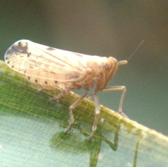Stenocranus similis