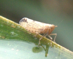 Stenocranus similis