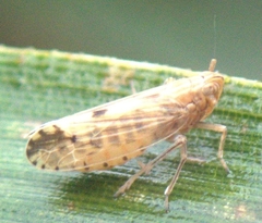 Stenocranus similis