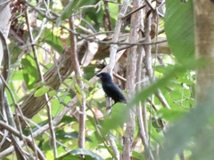 Cyanoloxia cyanoides