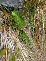 Gingidia montana