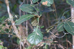 Quercus rugosa