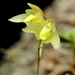 Tiny Strand Orchid - Photo (c) 
Murray Fagg, some rights reserved (CC BY)