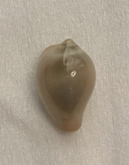 Hespererato scabriuscula