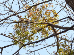 Macrosolen capitellatus