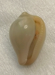 Hespererato scabriuscula