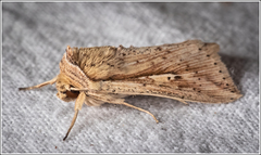 Mythimna decisissima