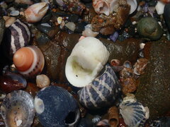Nerita plicata