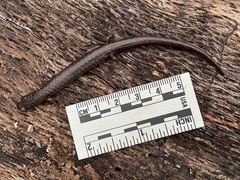 Batrachoseps pacificus