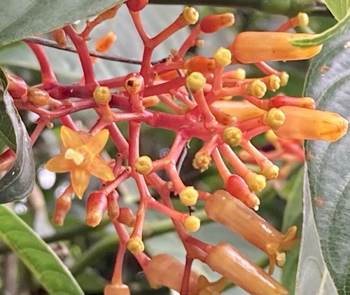 Palicourea thyrsiflora, photograph 1