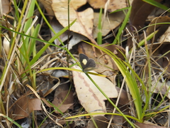 Candalides xanthospilos