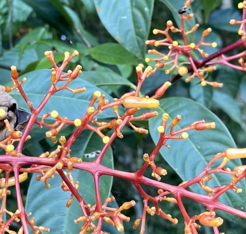 Palicourea thyrsiflora, photograph 2