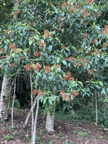 Palicourea thyrsiflora, photograph 3