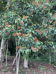 Palicourea thyrsiflora