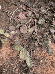 Opuntia tortispina