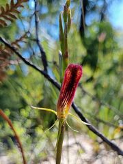 Cryptostylis hunteriana
