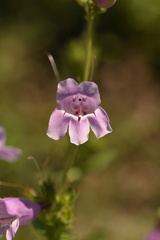 Penstemon cobaea