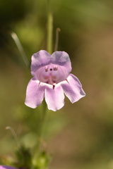 Penstemon cobaea