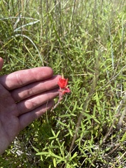 Castilleja indivisa