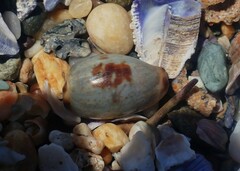 Purpuradusta gracilis