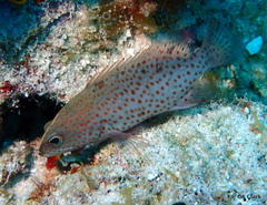 Cephalopholis cruentata