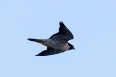 Falco peregrinus