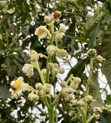 Saurauia