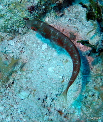 Xyrichtys splendens