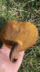Suillus collinitus