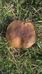 Suillus collinitus