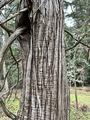 Juniperus maritima