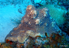 Orbicella faveolata