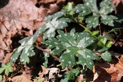 Hydrophyllum canadense