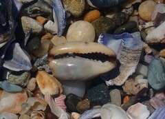 Purpuradusta gracilis