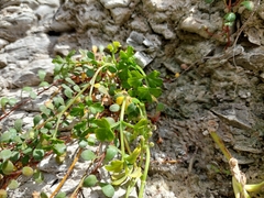 Apium prostratum filiforme