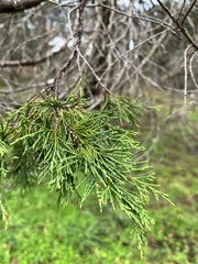 Juniperus maritima