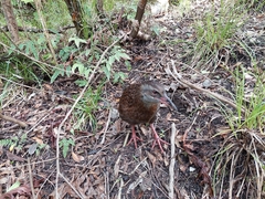 Gallirallus australis australis