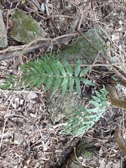 Asplenium lepidotum