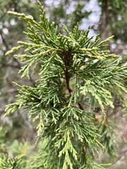 Juniperus maritima