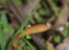 Hydrocotyle geraniifolia
